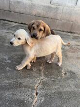 KODA, Hund, spanischer Mastiff Mischling in Spanien - Bild 8