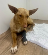 KIKO, Hund, Podenco in Spanien - Bild 1