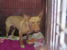 KIKO, Hund, Podenco in Spanien - Bild 2