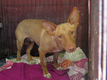 KIKO, Hund, Podenco in Spanien - Bild 3