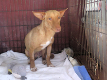 KIKO, Hund, Podenco in Spanien - Bild 4