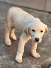 KENAI, Hund, Mastin Español in Spanien - Bild 1