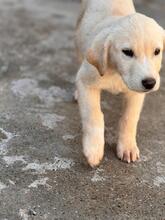 KENAI, Hund, Mastin Español in Spanien - Bild 2