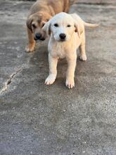 KENAI, Hund, Mastin Español in Spanien - Bild 3