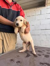 KENAI, Hund, Mastin Español in Spanien - Bild 4