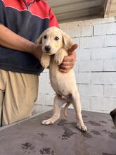 KENAI, Hund, Mastin Español in Spanien - Bild 5