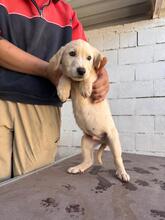 KENAI, Hund, Mastin Español in Spanien - Bild 6