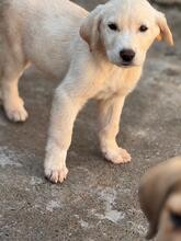 KENAI, Hund, Mastin Español in Spanien - Bild 7