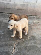 KENAI, Hund, Mastin Español in Spanien - Bild 8