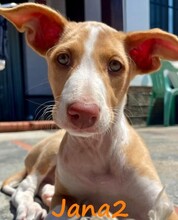 JANA2, Hund, Podenco Ibicenco in Spanien - Bild 1