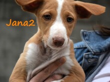 JANA2, Hund, Podenco Ibicenco in Spanien - Bild 10
