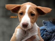 JANA2, Hund, Podenco Ibicenco in Spanien - Bild 11
