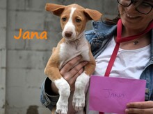 JANA2, Hund, Podenco Ibicenco in Spanien - Bild 12