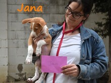 JANA2, Hund, Podenco Ibicenco in Spanien - Bild 13