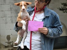 JANA2, Hund, Podenco Ibicenco in Spanien - Bild 14