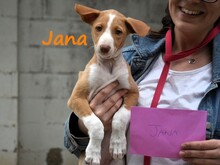 JANA2, Hund, Podenco Ibicenco in Spanien - Bild 15