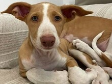 JANA2, Hund, Podenco Ibicenco in Spanien - Bild 2