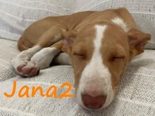 JANA2, Hund, Podenco Ibicenco in Spanien - Bild 3