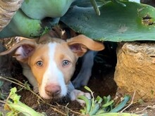 JANA2, Hund, Podenco Ibicenco in Spanien - Bild 4