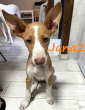 JANA2, Hund, Podenco Ibicenco in Spanien - Bild 5