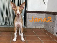 JANA2, Hund, Podenco Ibicenco in Spanien - Bild 6