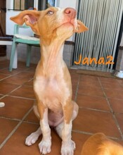 JANA2, Hund, Podenco Ibicenco in Spanien - Bild 7