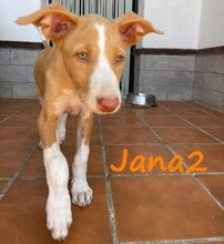 JANA2, Hund, Podenco Ibicenco in Spanien - Bild 8