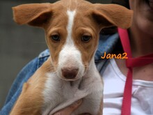 JANA2, Hund, Podenco Ibicenco in Spanien - Bild 9