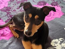 LANGUI, Hund, Ratonero Bodeguero Andaluz in Spanien - Bild 1