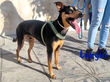 LANGUI, Hund, Ratonero Bodeguero Andaluz in Spanien - Bild 10