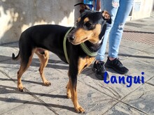 LANGUI, Hund, Ratonero Bodeguero Andaluz in Spanien - Bild 11