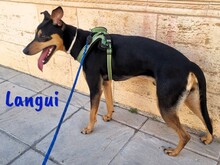 LANGUI, Hund, Ratonero Bodeguero Andaluz in Spanien - Bild 12