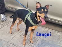 LANGUI, Hund, Ratonero Bodeguero Andaluz in Spanien - Bild 2
