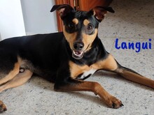 LANGUI, Hund, Ratonero Bodeguero Andaluz in Spanien - Bild 3