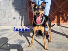 LANGUI, Hund, Ratonero Bodeguero Andaluz in Spanien - Bild 4