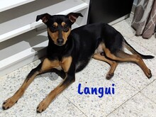 LANGUI, Hund, Ratonero Bodeguero Andaluz in Spanien - Bild 5