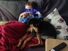 LANGUI, Hund, Ratonero Bodeguero Andaluz in Spanien - Bild 6