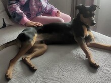 LANGUI, Hund, Ratonero Bodeguero Andaluz in Spanien - Bild 7