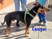 LANGUI, Hund, Ratonero Bodeguero Andaluz in Spanien - Bild 8