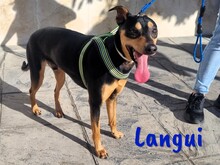 LANGUI, Hund, Ratonero Bodeguero Andaluz in Spanien - Bild 9