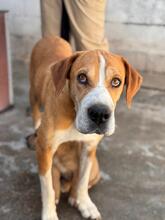 KOHANA, Hund, Mischlingshund in Spanien - Bild 1