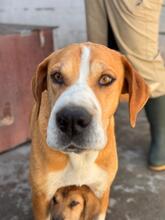 KOHANA, Hund, Mischlingshund in Spanien - Bild 2