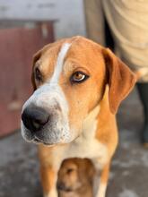 KOHANA, Hund, Mischlingshund in Spanien - Bild 3