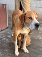 KOHANA, Hund, Mischlingshund in Spanien - Bild 4