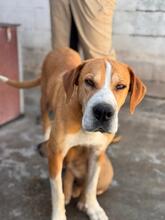 KOHANA, Hund, Mischlingshund in Spanien - Bild 6