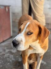 KOHANA, Hund, Mischlingshund in Spanien - Bild 7