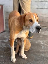 KOHANA, Hund, Mischlingshund in Spanien - Bild 8