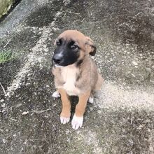 ASIA, Hund, Schäferhund Mischling in Spanien - Bild 1