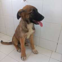 ASIA, Hund, Schäferhund Mischling in Spanien - Bild 2