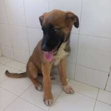 ASIA, Hund, Schäferhund Mischling in Spanien - Bild 3